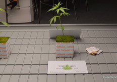 A gimmick at the KG Greenhouse and KG Systems booth